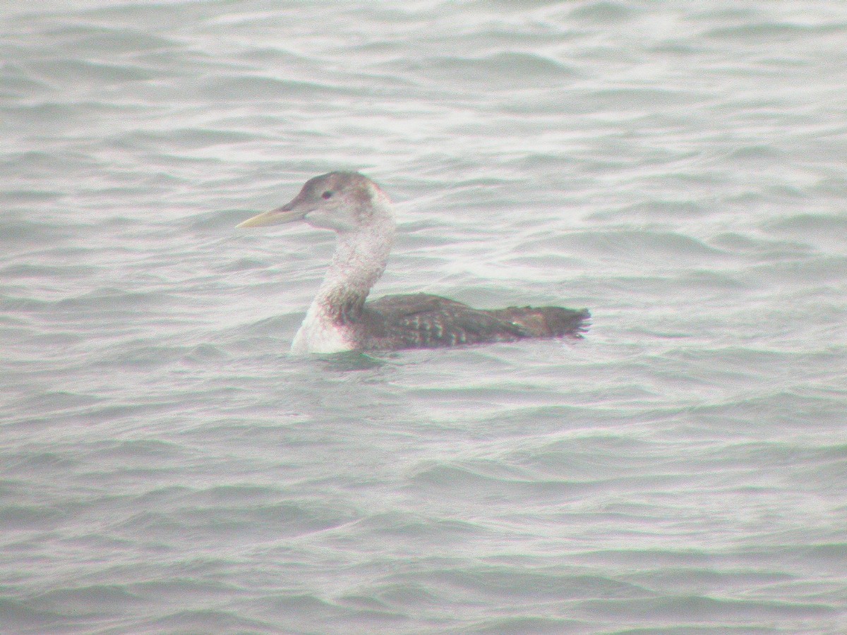 Yellow-billed Loon - ML36761981