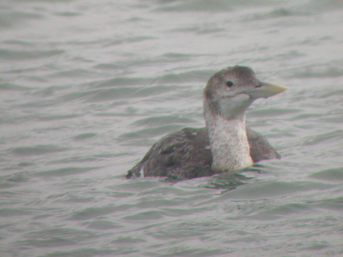 Yellow-billed Loon - ML36761991