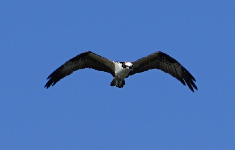 Osprey - ML367620561