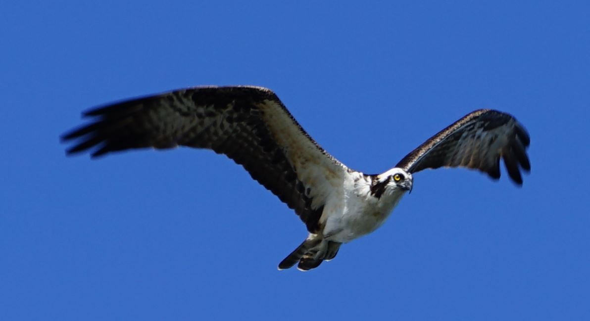 Osprey - ML367620571