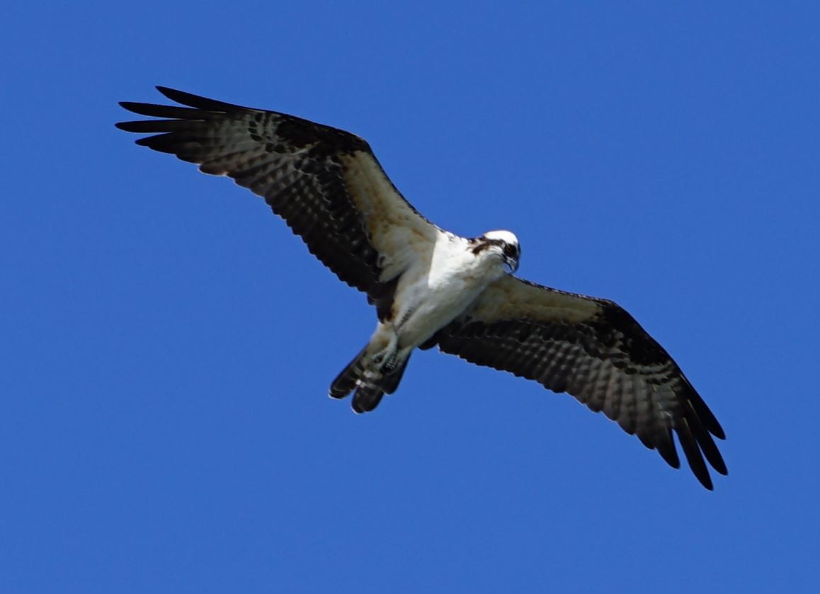 Osprey - ML367620581