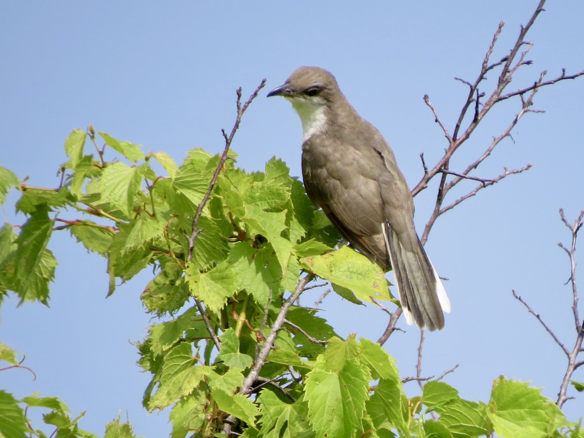 Yellow-billed Cuckoo - ML367621031