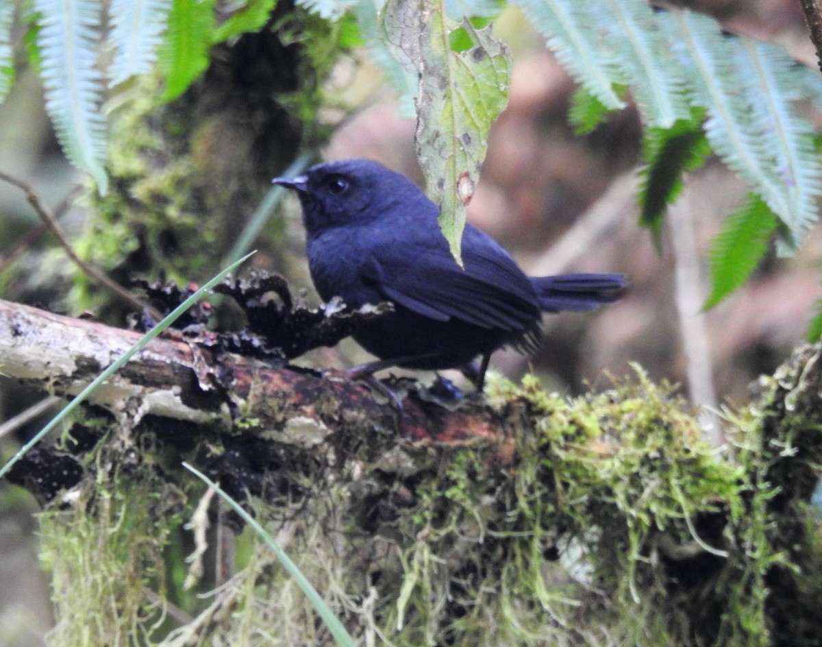 Blackish Tapaculo - Albeiro Erazo Farfán