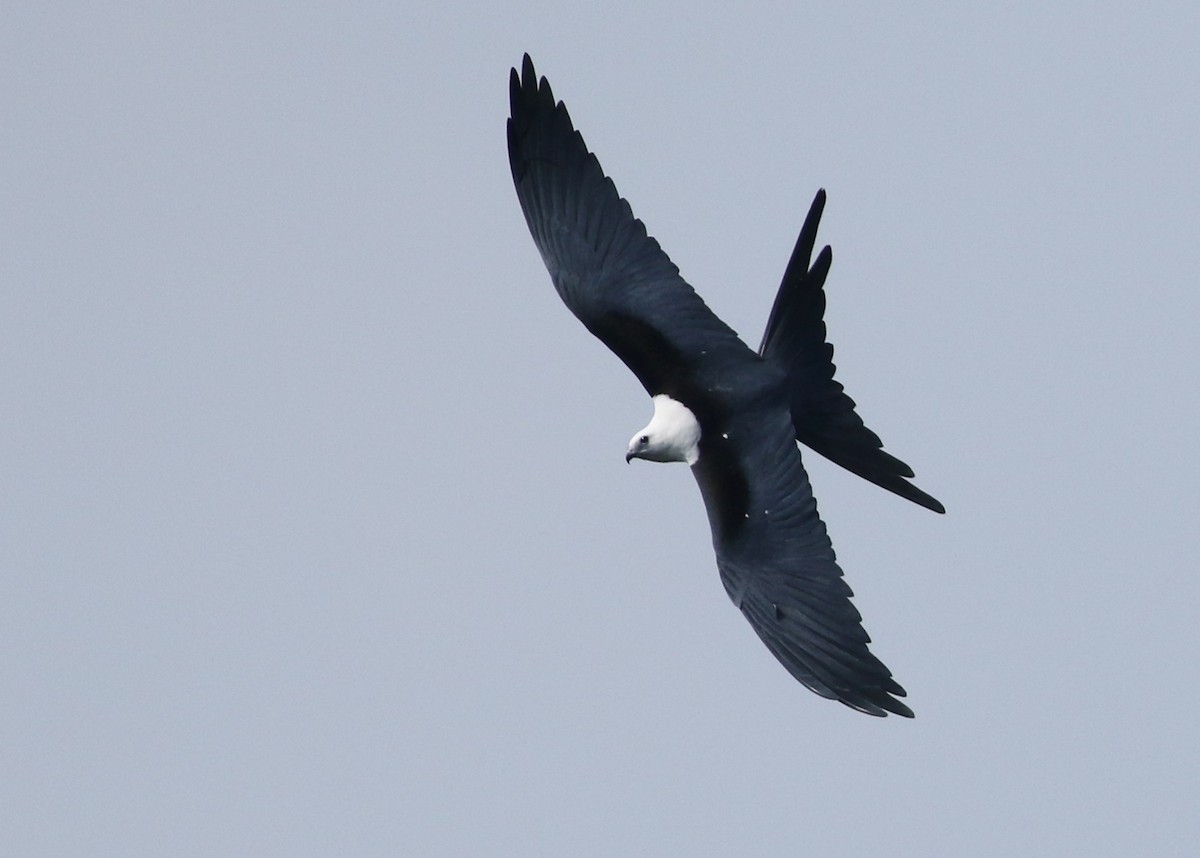 Swallow-tailed Kite - Dean LaTray