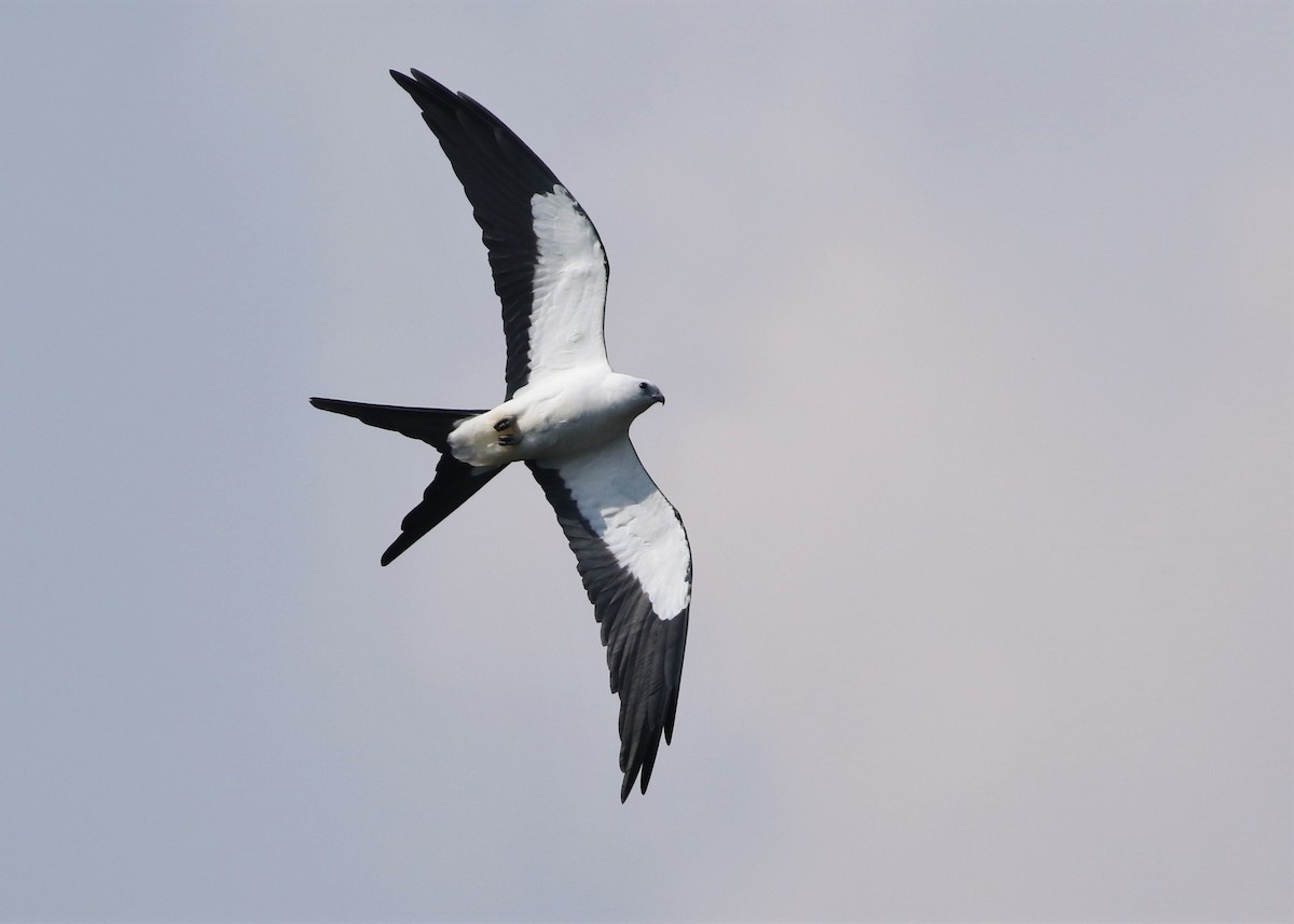 Swallow-tailed Kite - ML367622171