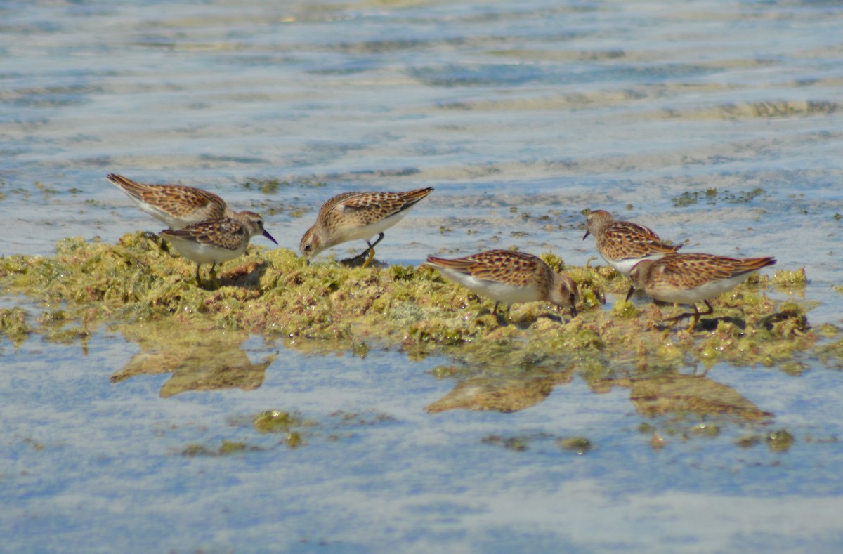 Least Sandpiper - ML367622881