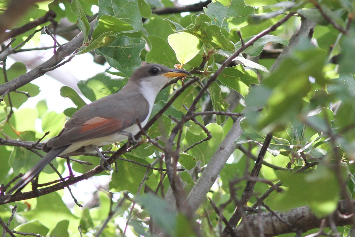Yellow-billed Cuckoo - Nathan Goldberg