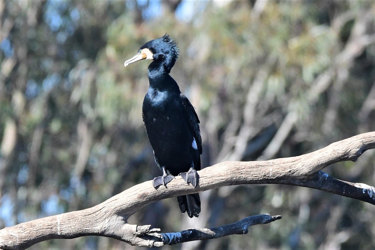 Great Cormorant (Australasian) - ML367625751