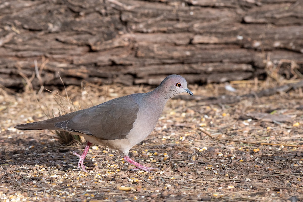 White-tipped Dove - Kyle Matera