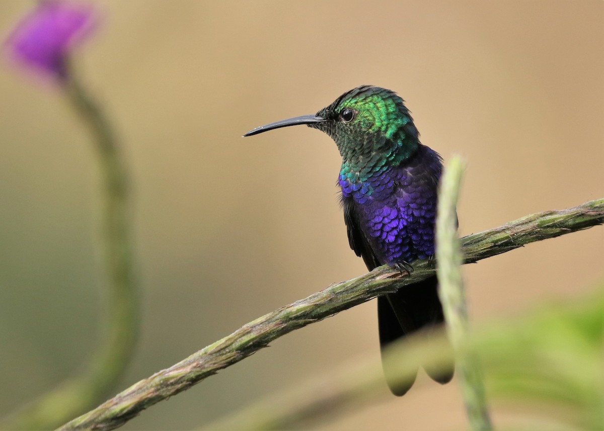 kolibřík nymfový - ML367626141