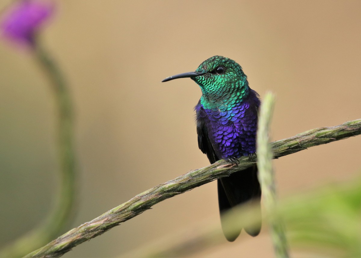 kolibřík nymfový - ML367626161