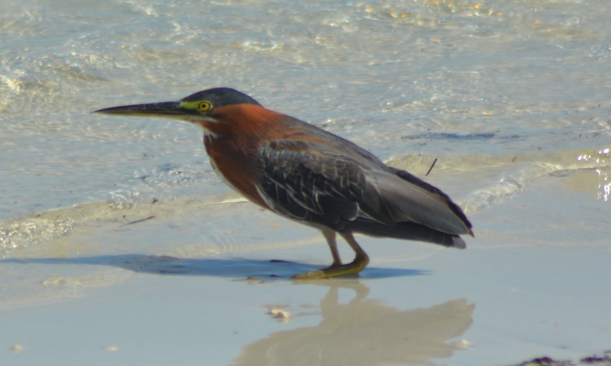 Green Heron - ML367626561