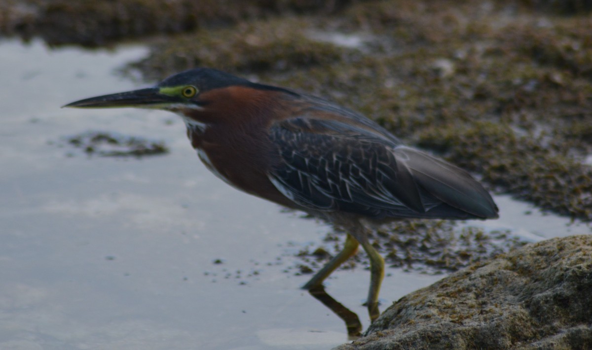 Green Heron - ML367626621