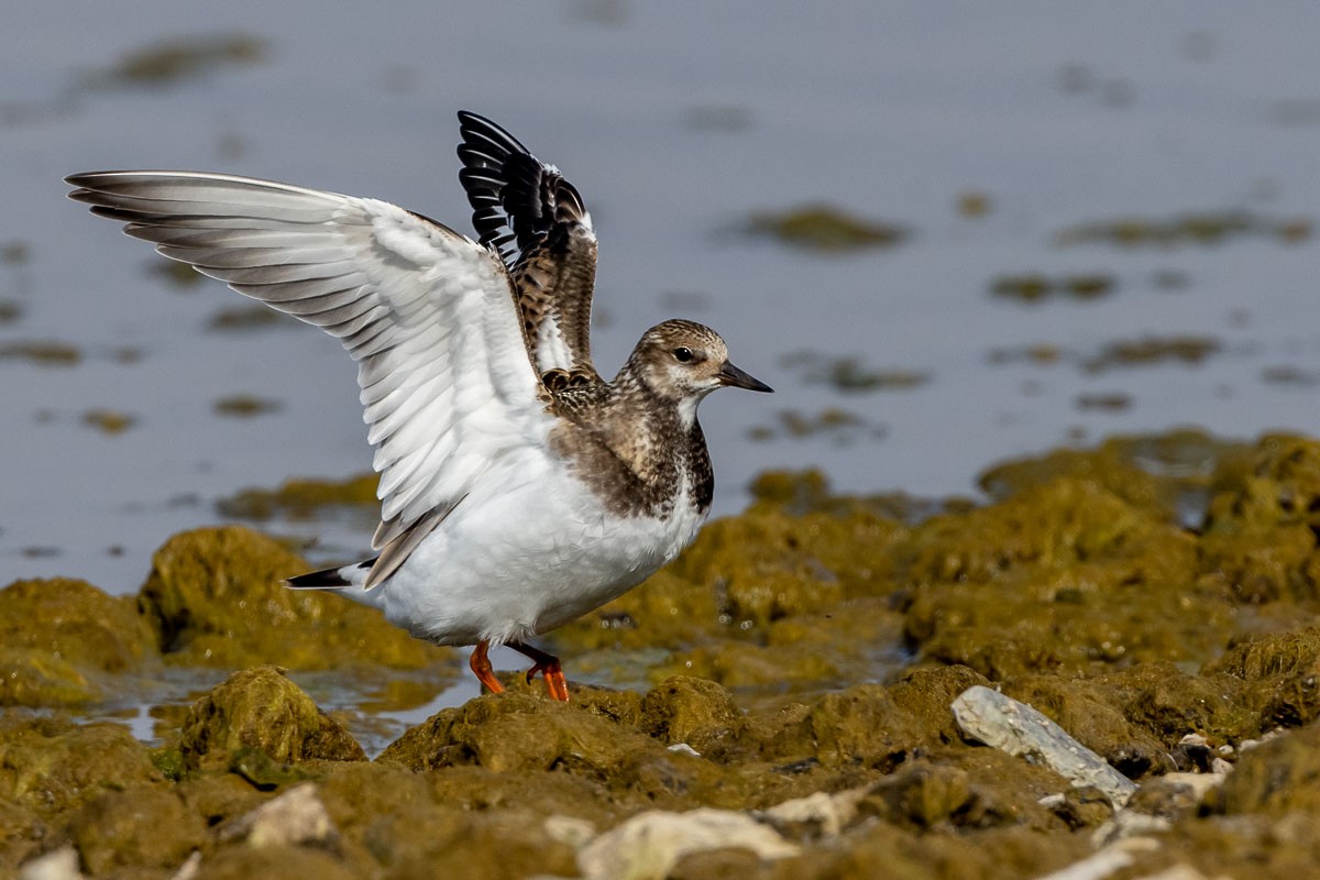 Ruddy Turnstone - ML367628771