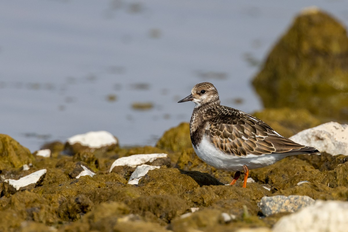 Ruddy Turnstone - ML367628791