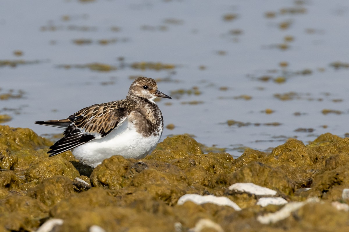 Ruddy Turnstone - ML367628811