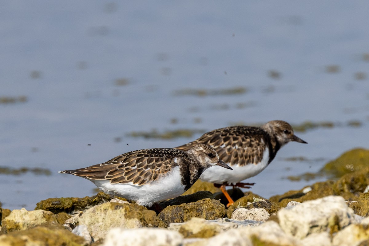 Ruddy Turnstone - ML367628851