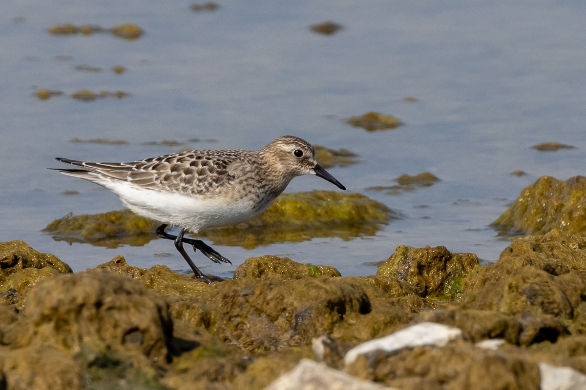 Baird's Sandpiper - ML367628921