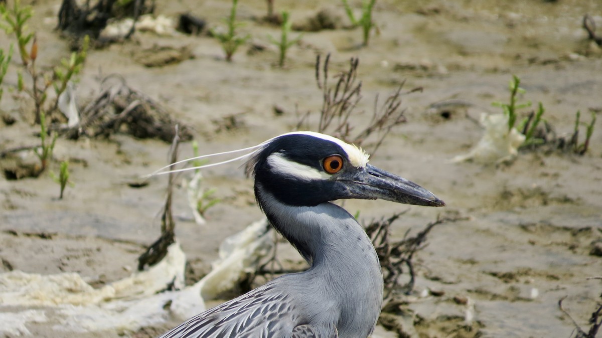 Yellow-crowned Night Heron - ML367628961