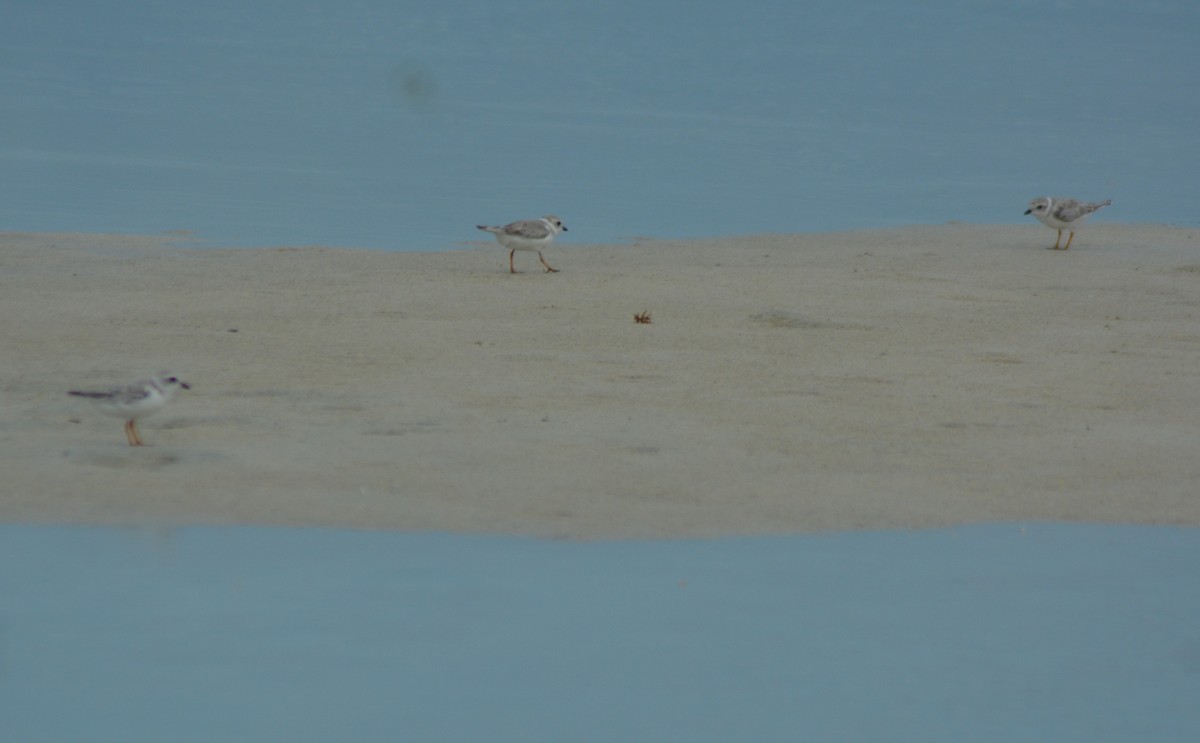 Piping Plover - ML367629051