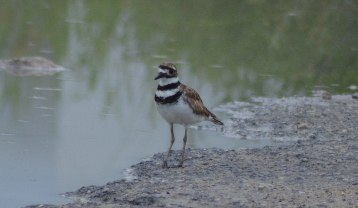 Killdeer - Keith M Kemp