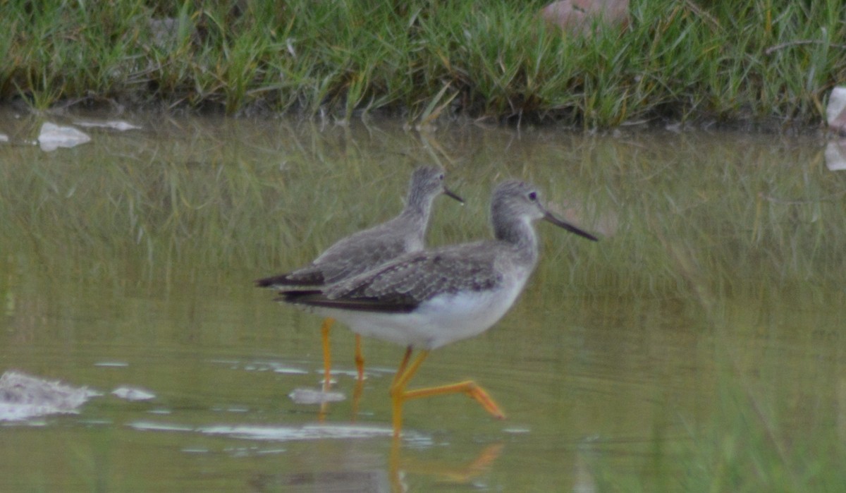 Greater Yellowlegs - Keith M Kemp