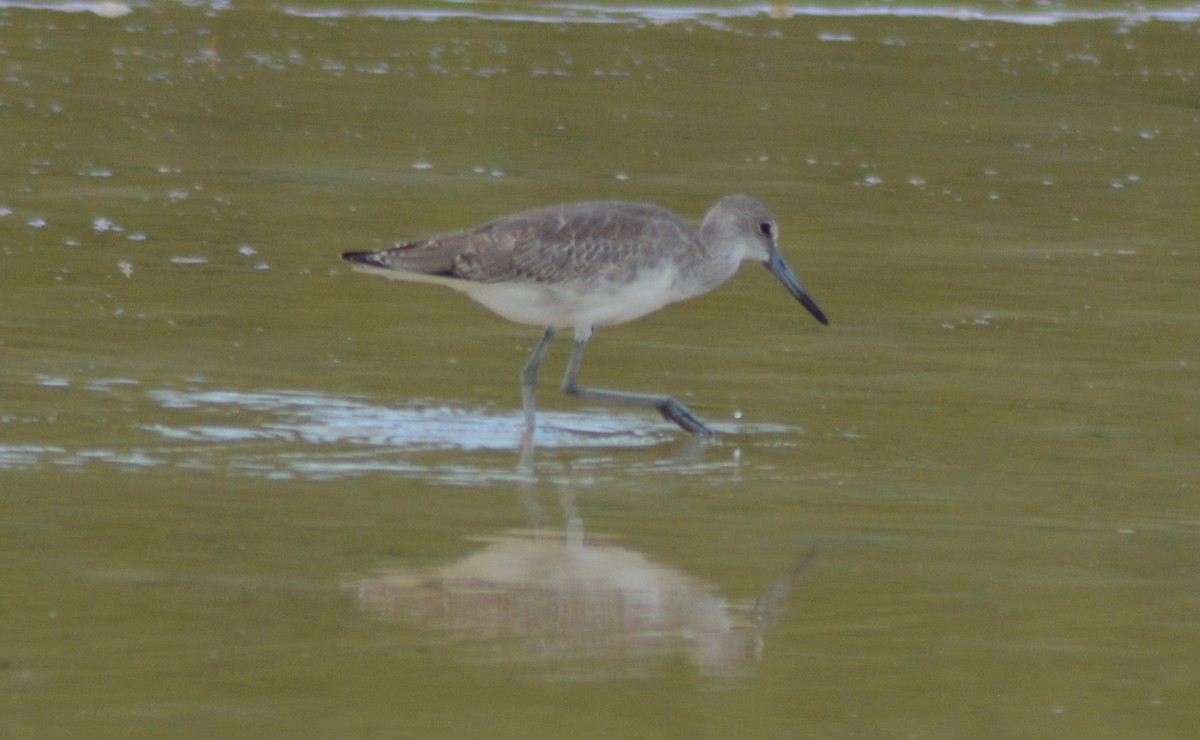 Willet - Keith M Kemp