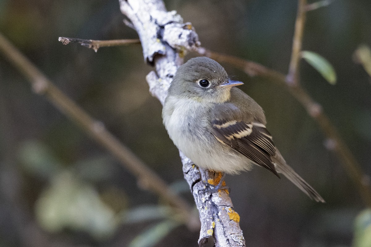 Empidonax sp. - Michael Park