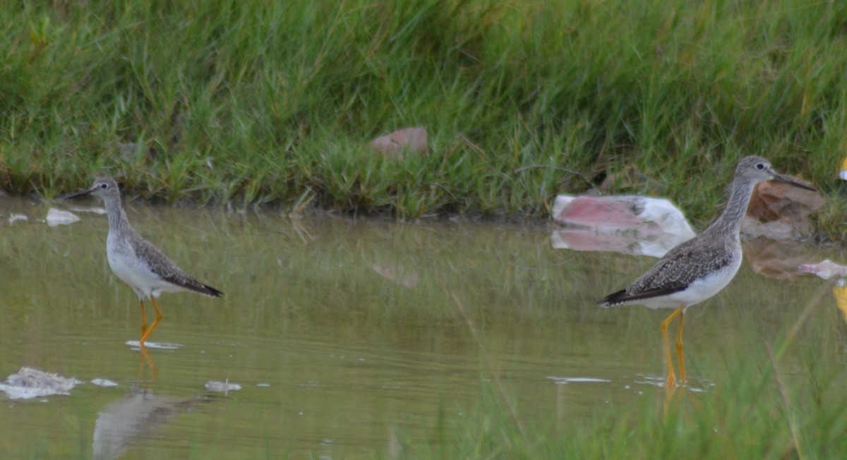 Lesser Yellowlegs - ML367629821
