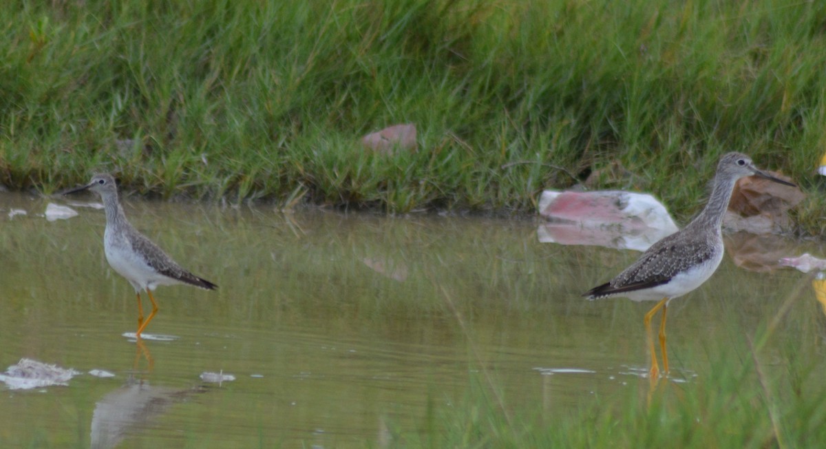 Lesser Yellowlegs - Keith M Kemp