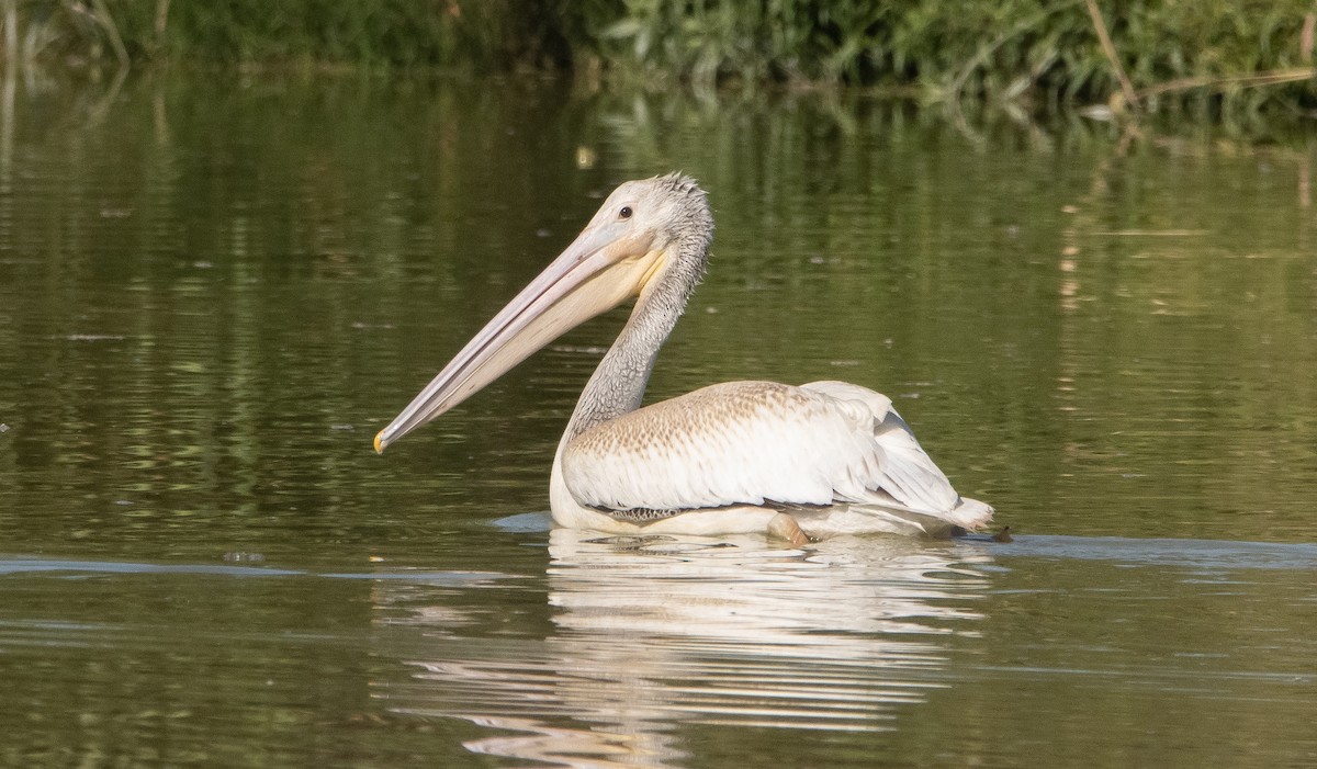 pelikán severoamerický - ML367630781