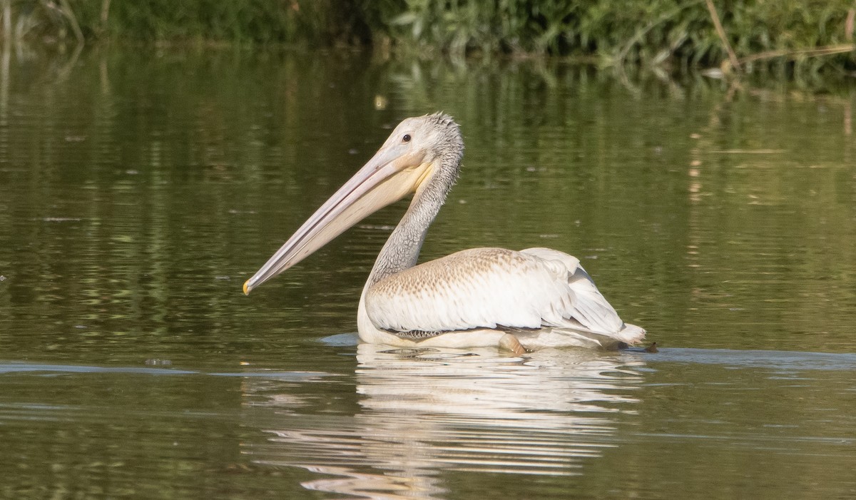 American White Pelican - ML367630781