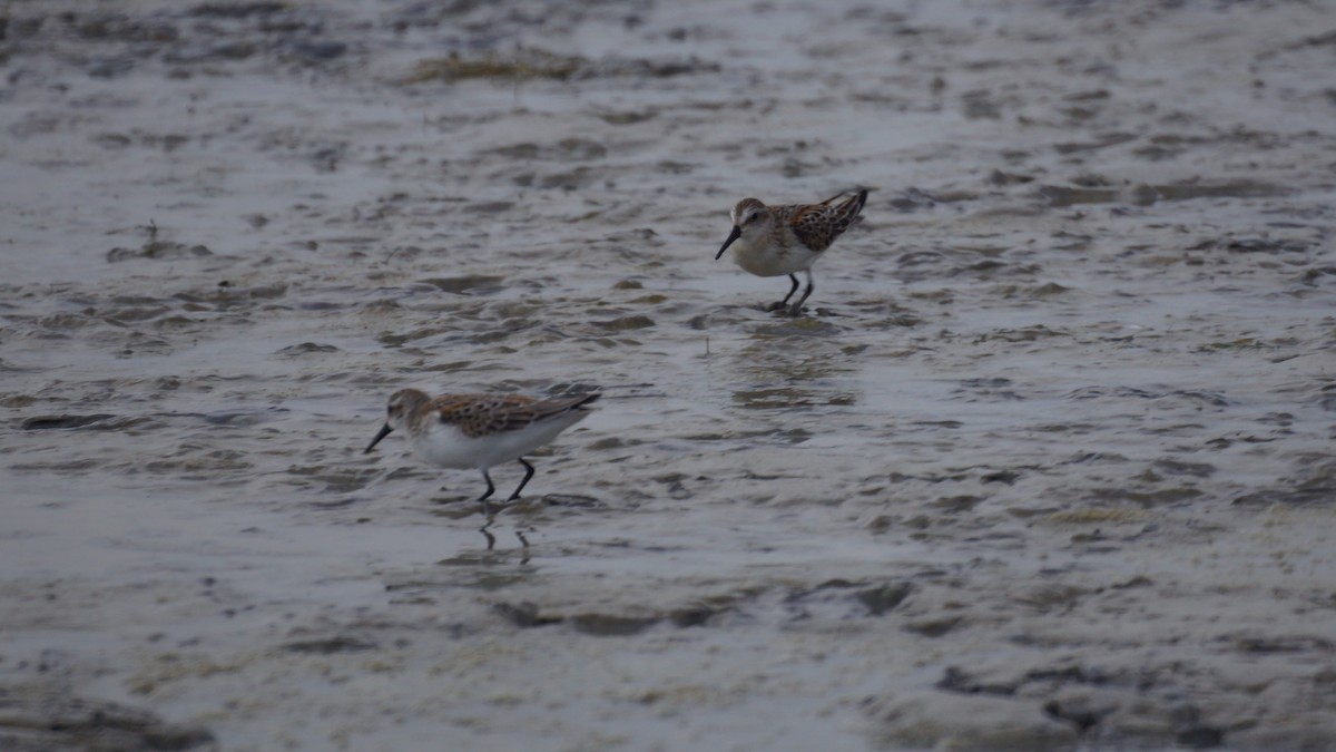 Western Sandpiper - ML367630821