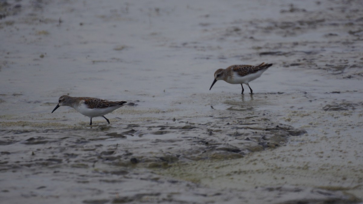 Western Sandpiper - Bryan White