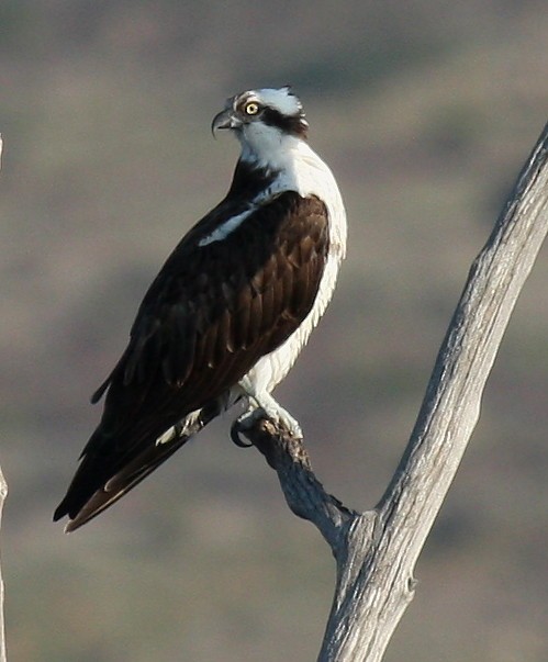 Osprey - ML367630941