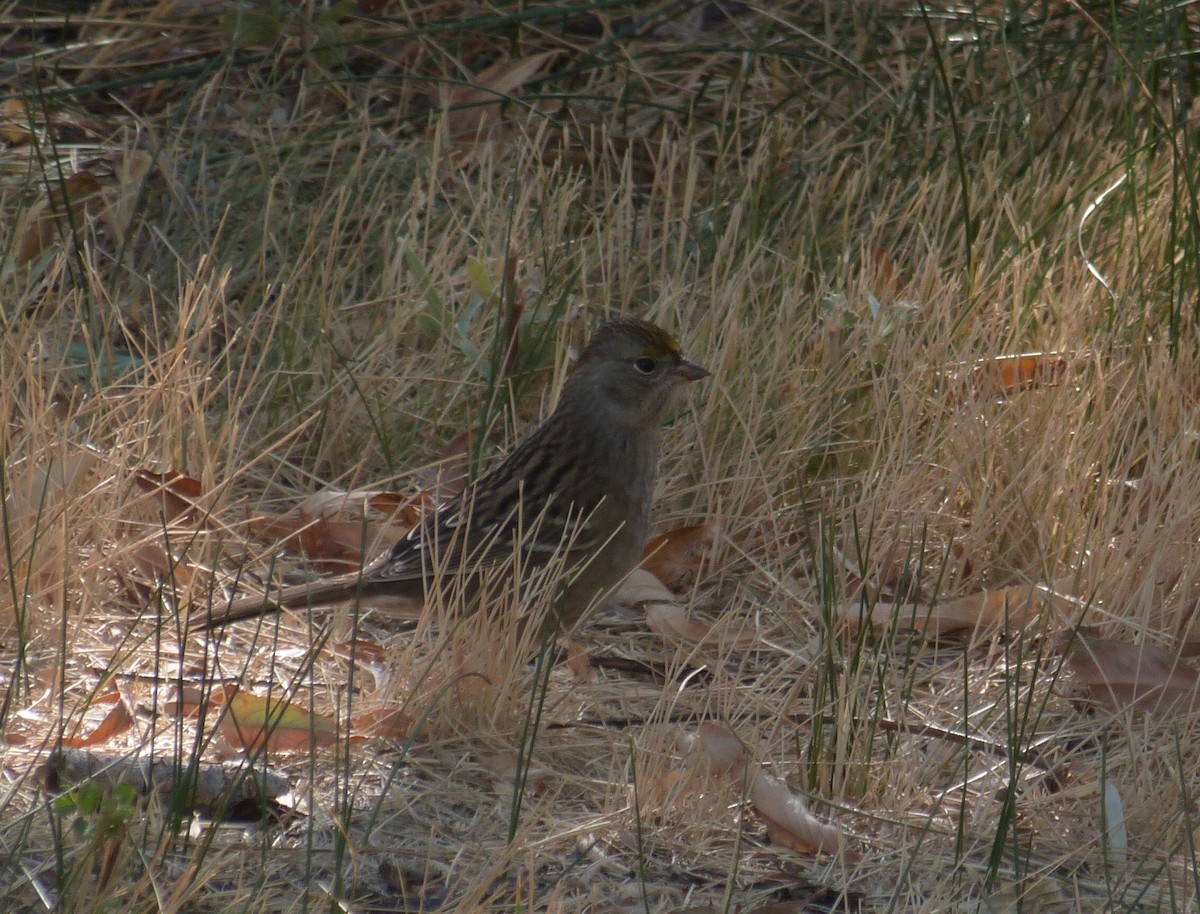 Golden-crowned Sparrow - ML36763521