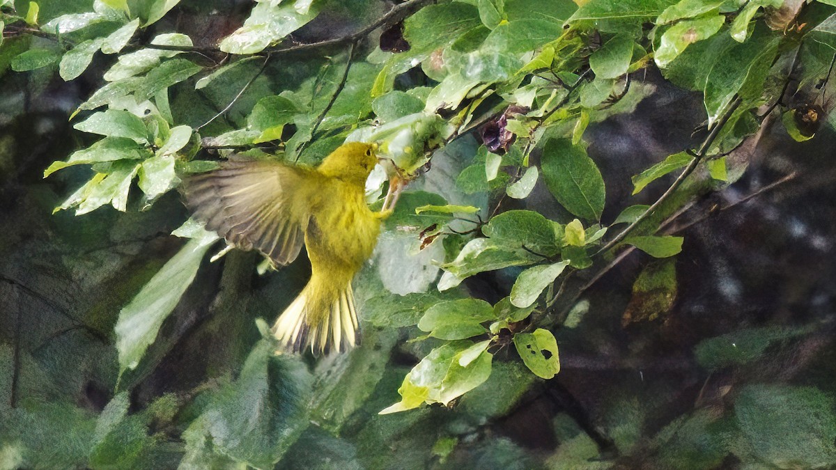 Yellow Warbler - ML367636051