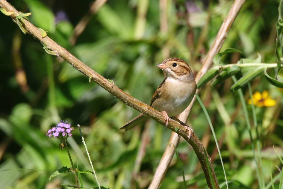 Clay-colored Sparrow - Devin Griffiths