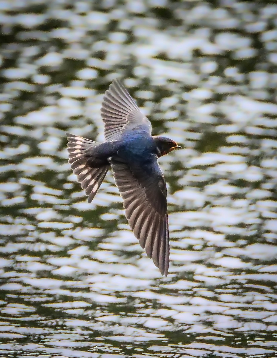 Golondrina Común - ML367642021