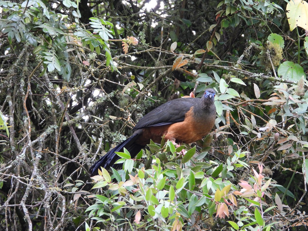 Sickle-winged Guan - ML367642481