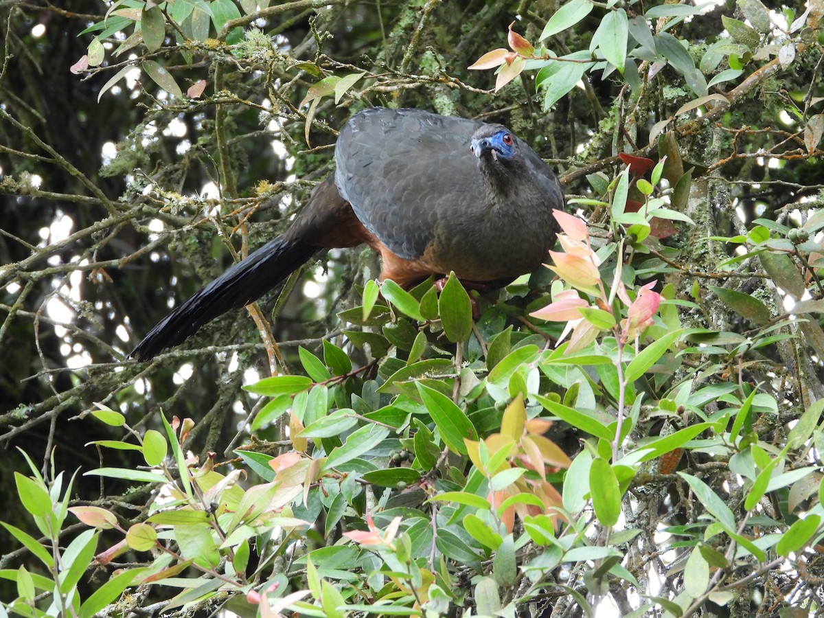 Sickle-winged Guan - ML367642511