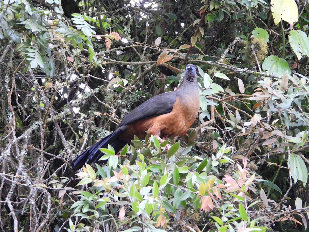 Sickle-winged Guan - ML367642531