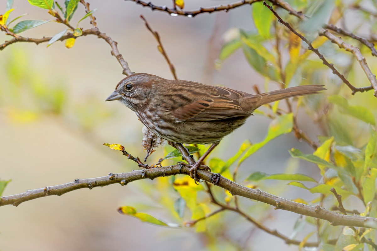 Song Sparrow - Bob Bowhay