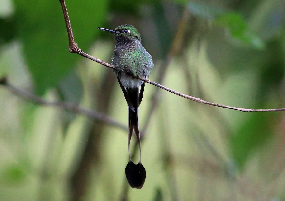 White-booted Racket-tail - ML36764551
