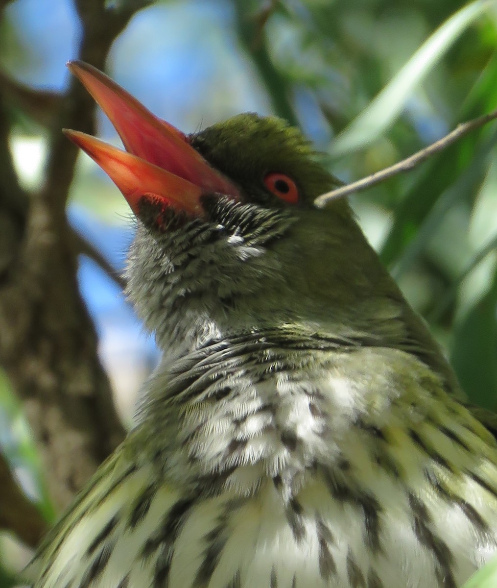 Olive-backed Oriole - ML367646441