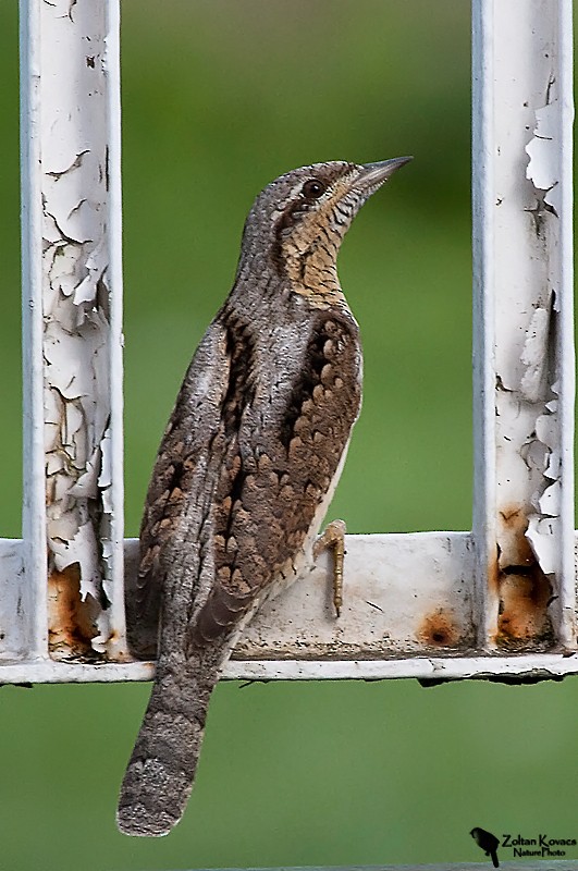 Eurasian Wryneck - Zoltan Kovacs