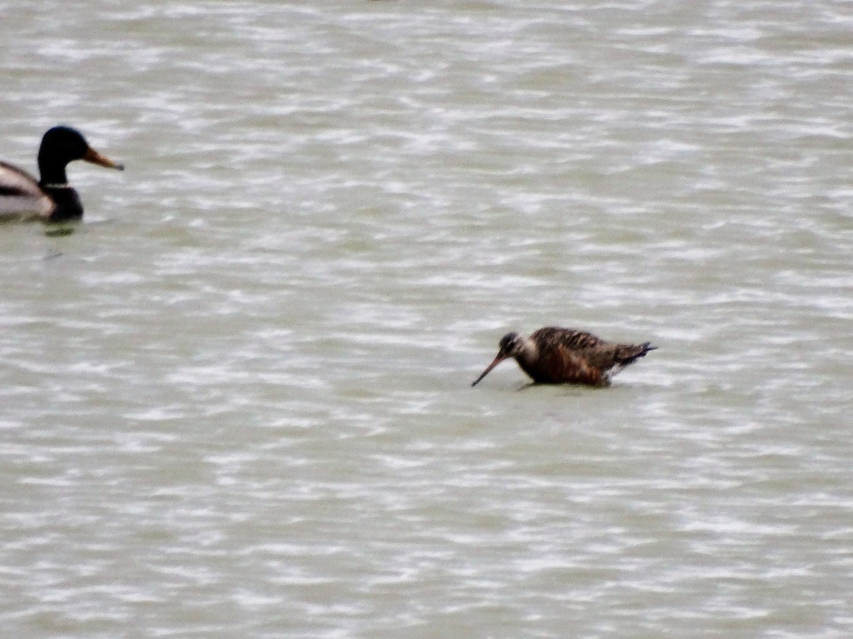 Hudsonian Godwit - ML367646951