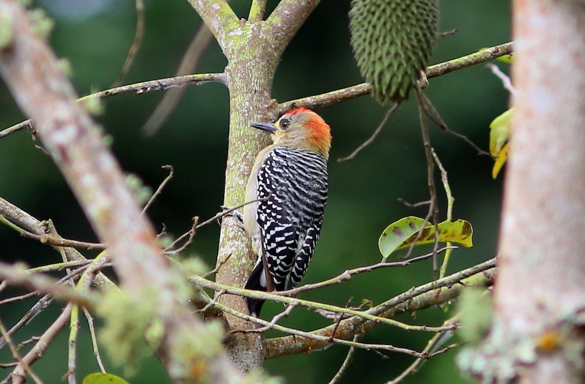 Red-crowned Woodpecker - ML36764791
