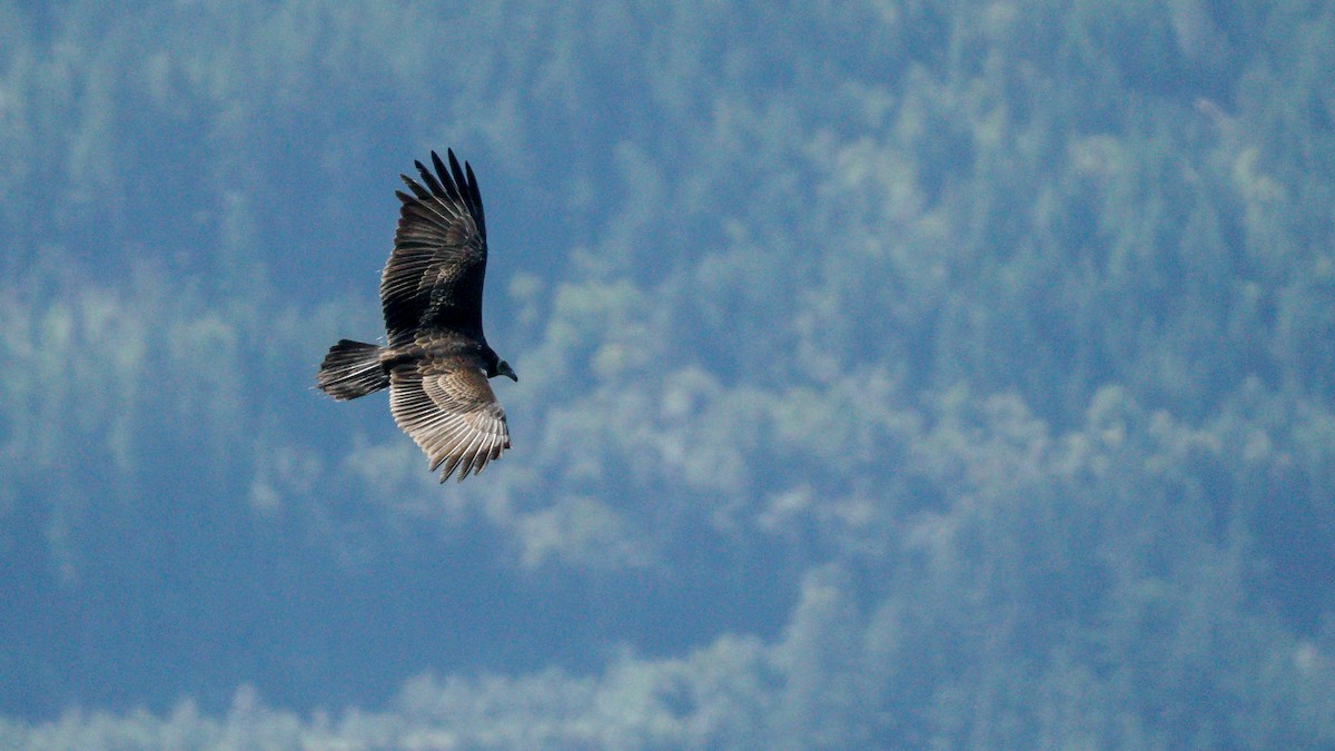 Turkey Vulture - ML367650111