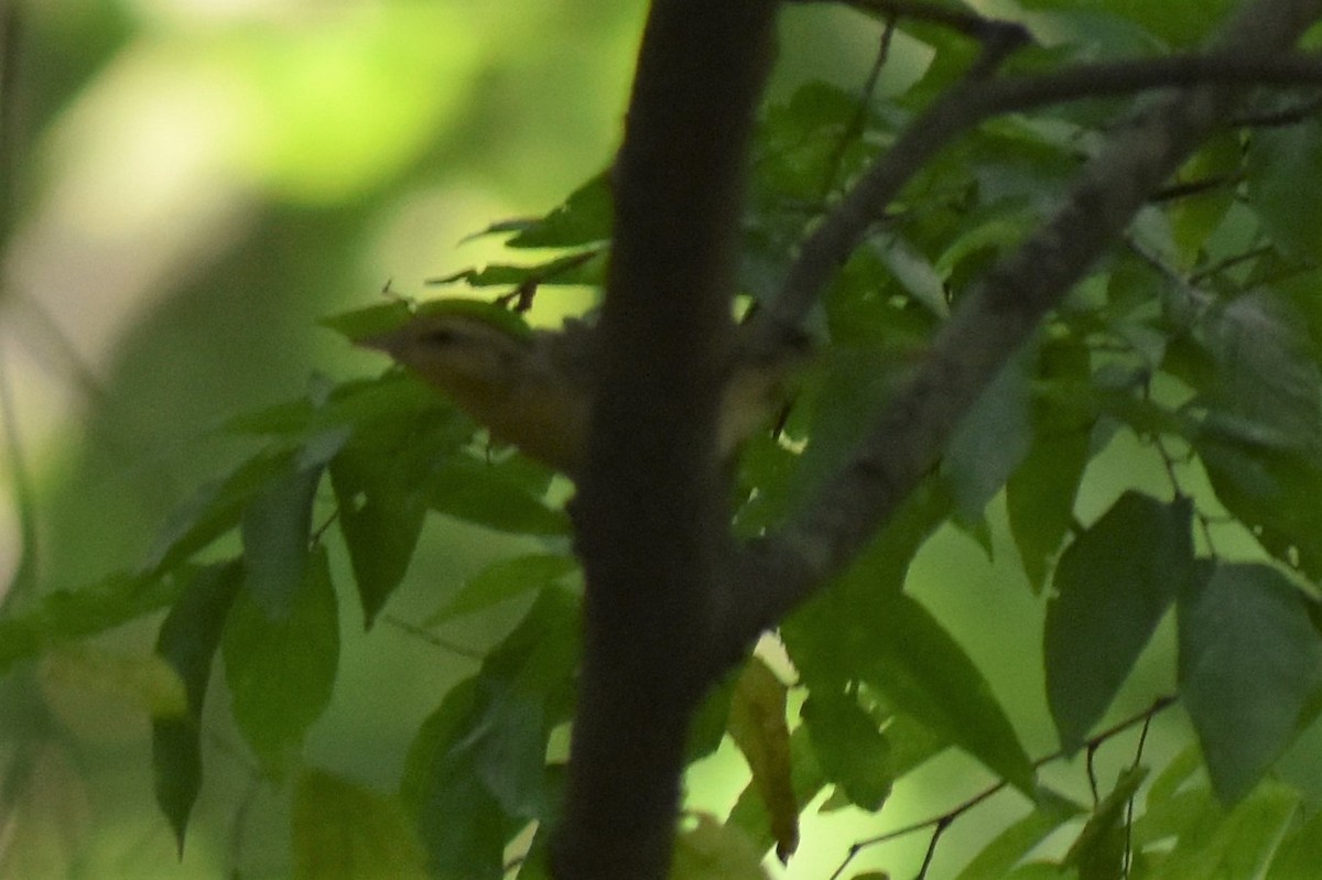 Worm-eating Warbler - ML367650921